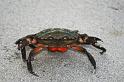 crab